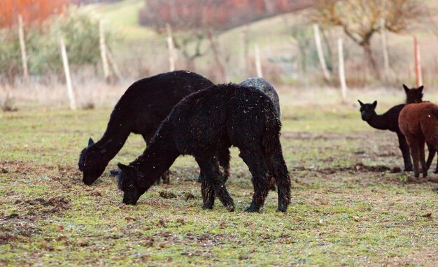 Een kudde alpaca's die gras eten op een weide