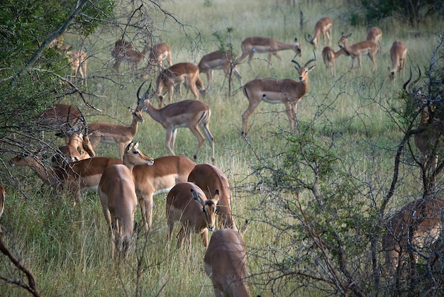 Foto een kudde antilopen op een veld