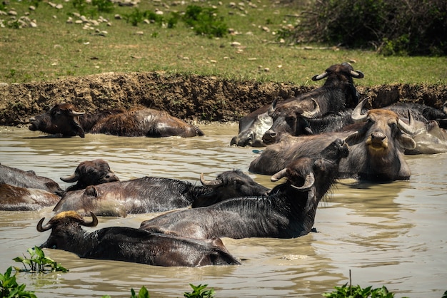 Een kudde buffels die in de rivier zwemt