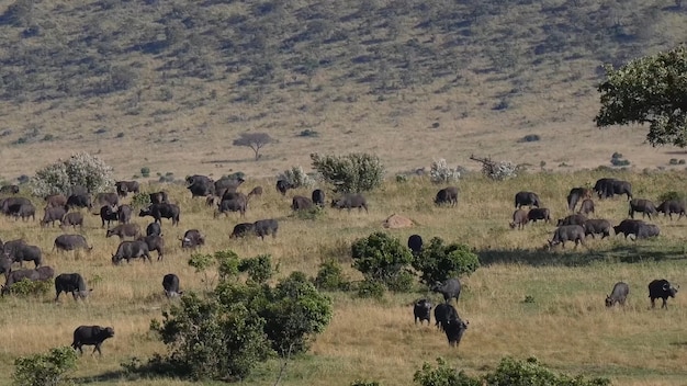 Een kudde buffels graast in een veld