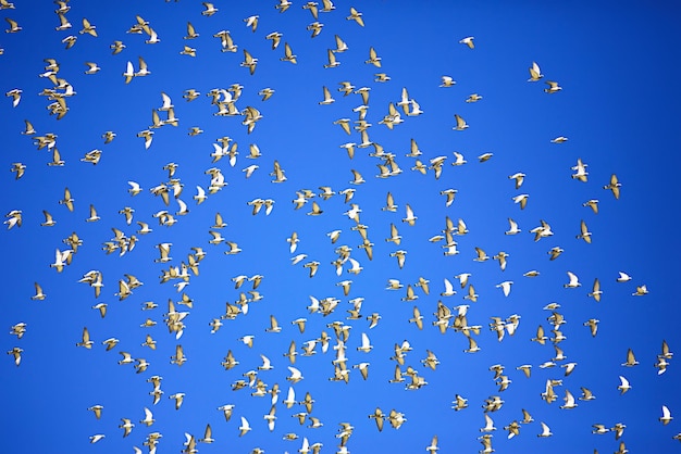 Foto een kudde duiven tegen de blauwe hemel