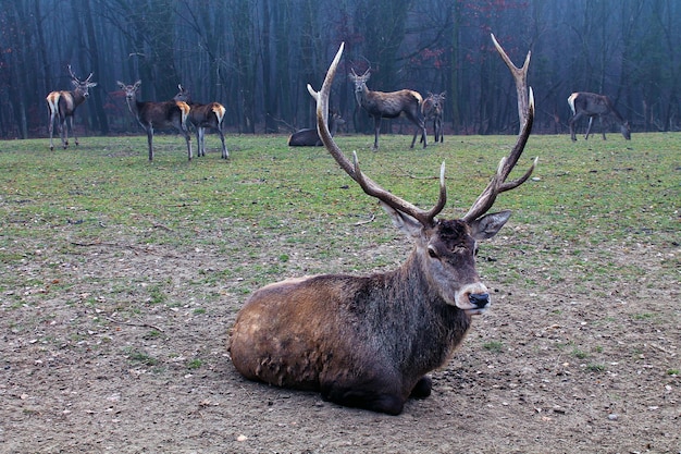 Een kudde edelherten aan de rand van het bos tegen de achtergrond van een herfstbos. Een wild hert kijkt in de natuur van het frame