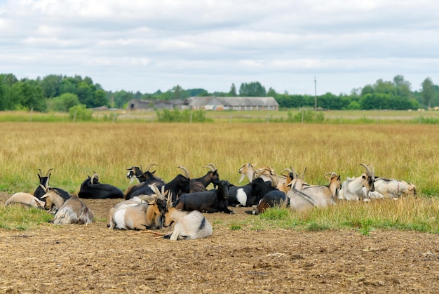 Een kudde geiten die in het veld rust