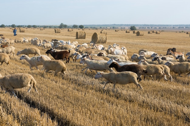 Een kudde geiten graast op een gemaaid veld na het oogsten van tarwe. Grote ronde balen stapels.