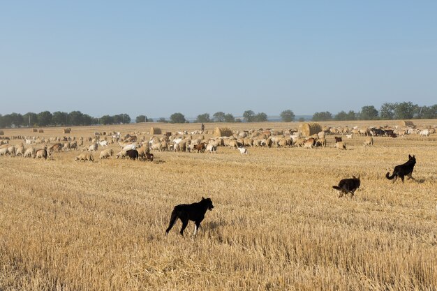 Een kudde geiten graast op een gemaaid veld na het oogsten van tarwe. Grote ronde balen stapels.