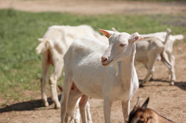 Een kudde geiten op de boerderij