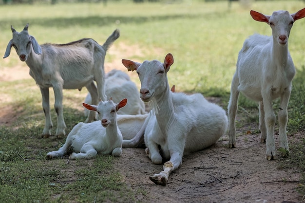 Een kudde geiten op de boerderij