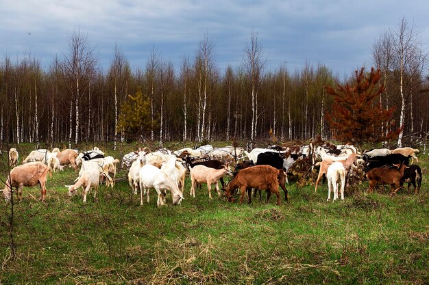 Foto een kudde geiten springt het veld in