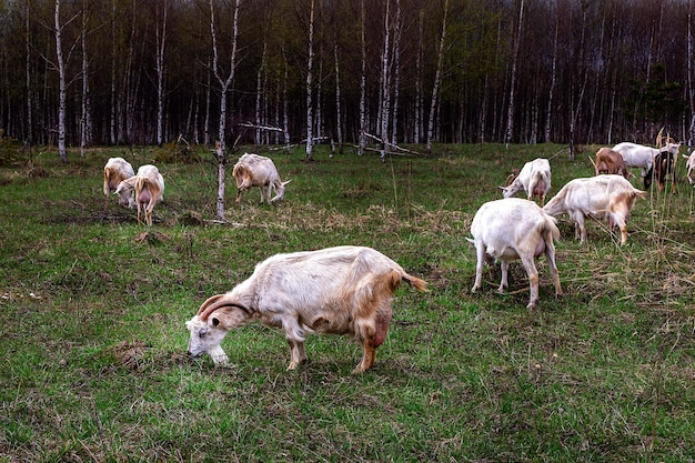 Een kudde geiten springt het veld in