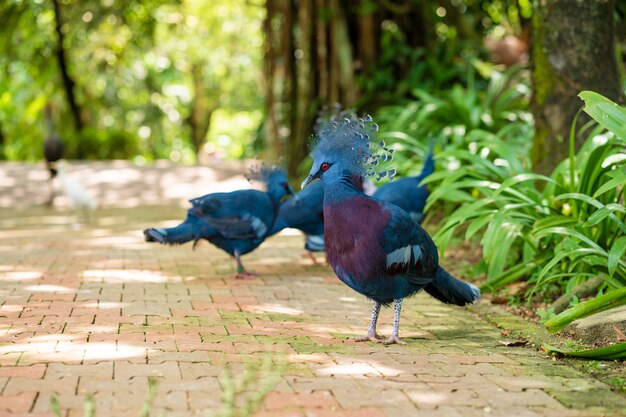 Een kudde gekroonde duiven loopt in een groen park. Schoonheid van de natuur. Vogels kijken