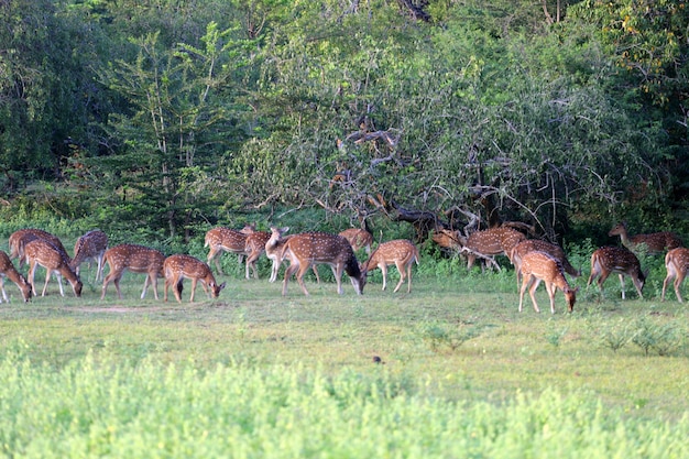 Een kudde herten graast in de wildernis