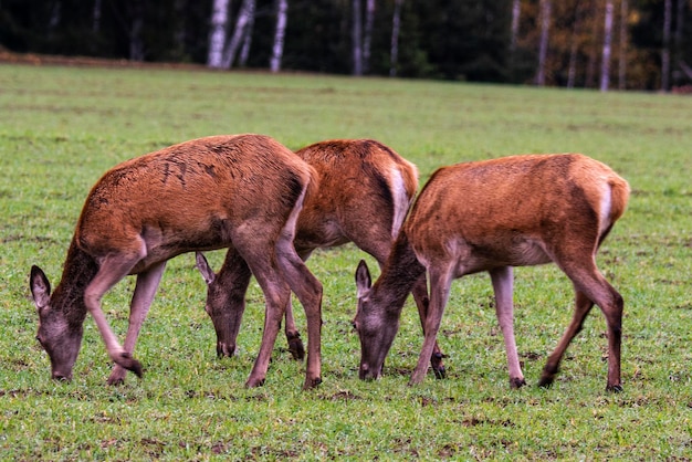 Een kudde herten onder leiding van een leider graast in hoog gras