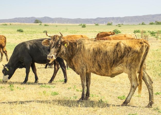 Een kudde koeien graast in de wei in de open lucht Weilanden voor dieren Koeien eten gras Boze stier