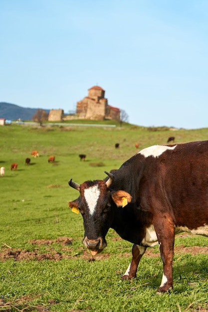 Een kudde koeien graast op een groen gazon tegen de achtergrond van de Jvari-tempel in Georgië