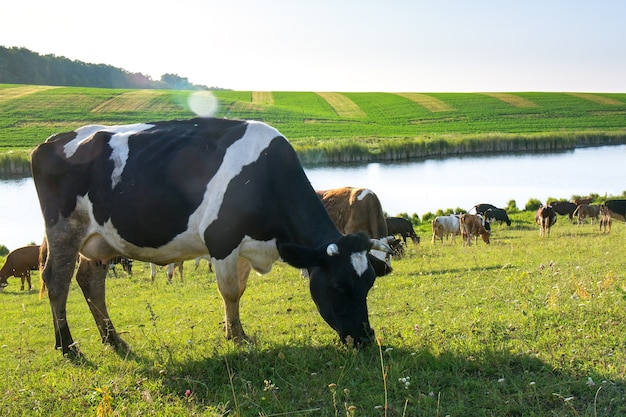 Een kudde koeien graast op het veld