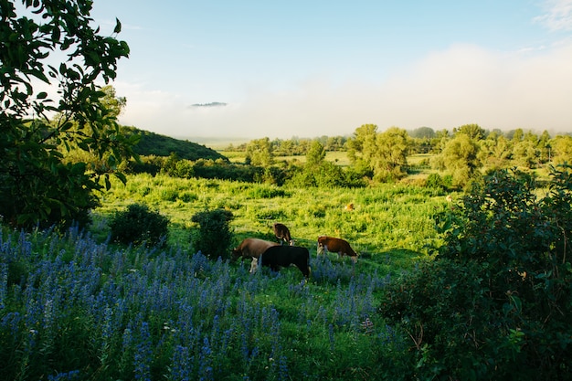 Een kudde koeien grazen in een weiland, in de buurt van bergen en heuvels die in de ochtendnevel zijn. Helder landschap