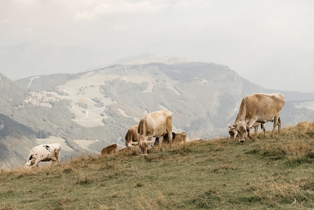 Een kudde koeien grazen op een hooggelegen weiland in de Alpen