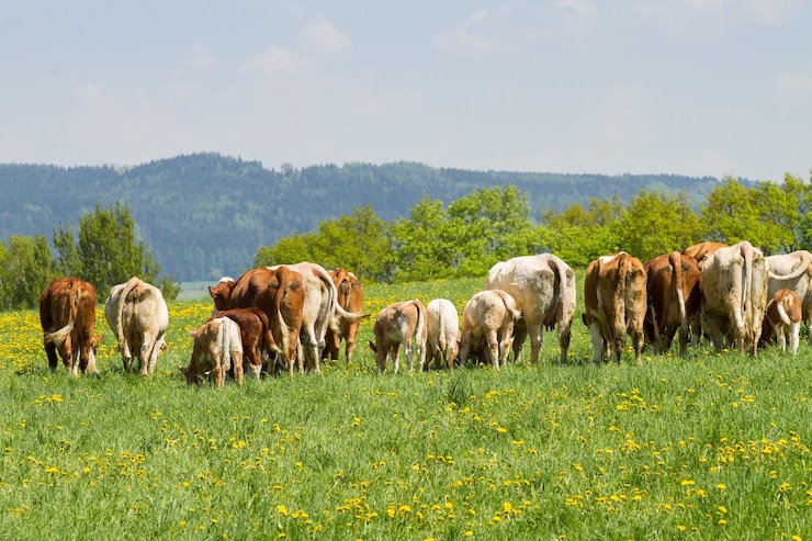 Foto een kudde koeien op een voorjaarsgroen veld