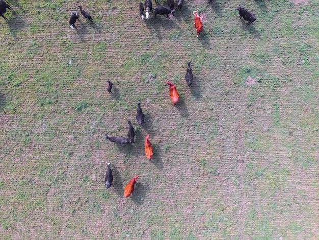 Een kudde koeien op het pampasveld in Argentinië