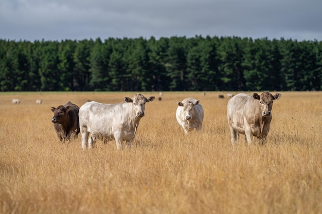 Een kudde koeien staat in een weiland met bomen op de achtergrond.