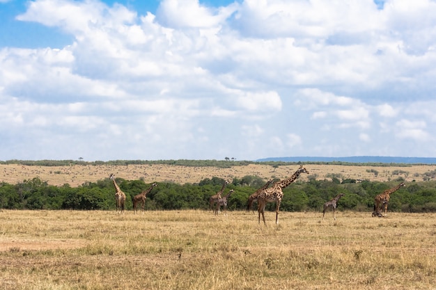 Een kudde Masai-giraffen in de savanne