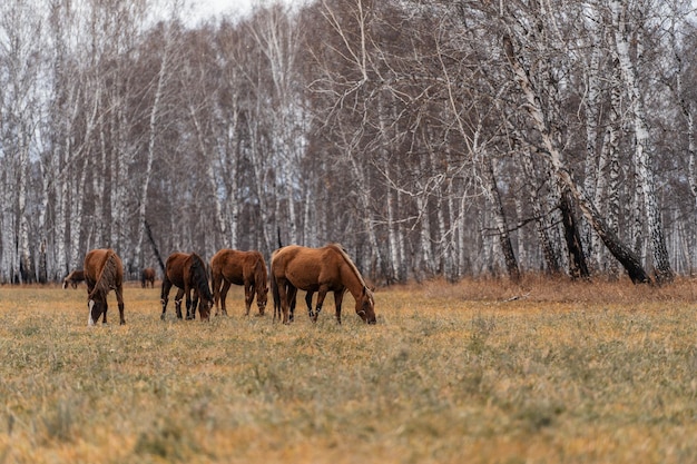 Een kudde paarden graast op een groot veld. Herfstbegrazing van paarden tegen de achtergrond van berkenbos