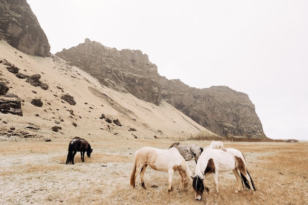 Een kudde paarden knijpt gras in een veld tegen de achtergrond van rotsachtige bergen, het sneeuwt in mei