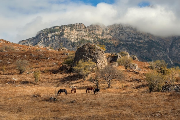 Een kudde paarden op de achtergrond van een bergtop Mooie paarden in een herfstweide vormen tegen de achtergrond van een hoge mistige berg Ingoesjetië