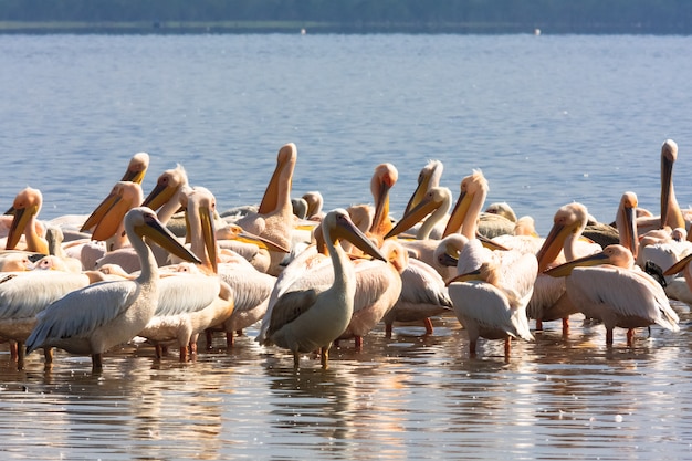 Een kudde pelikanen op de oever van het meer. nakuru, kenia