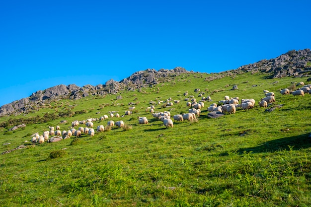 Een kudde schapen bovenop de Monte Adarra in Urnieta, vlakbij San Sebastian. Gipuzkoa, Baskenland