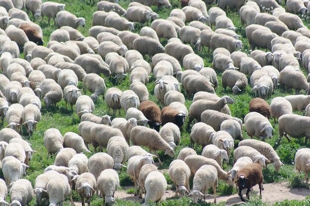 Een kudde schapen die op de weide weiden