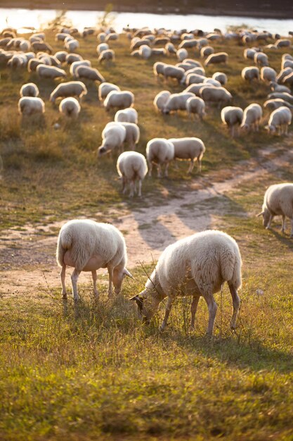 Foto een kudde schapen die op het veld grazen