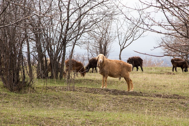 Een kudde schapen graast in de natuur. Platteland, landbouw. Natuurlijke rustieke achtergrond. Lopende huisdieren