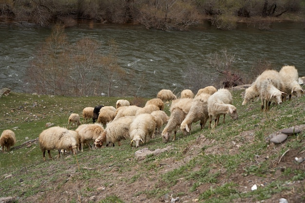 Een kudde schapen graast in een weiland in de bergen