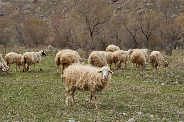 Een kudde schapen graast in een weiland in de bergen