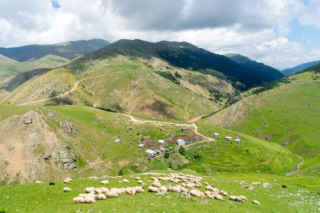 Een kudde schapen graast op de heuvel