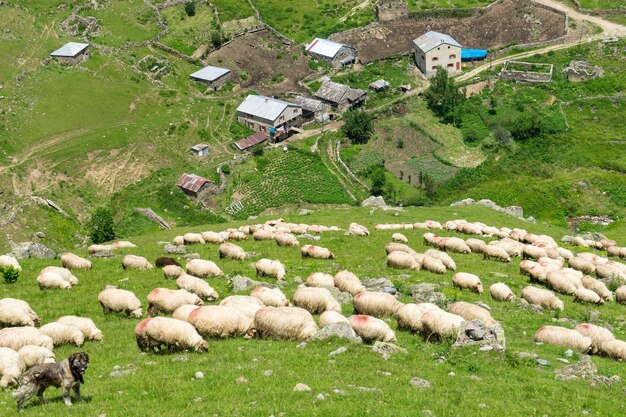 Een kudde schapen graast op de heuvel