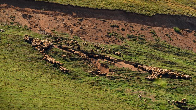 Een kudde schapen graast op een berghelling