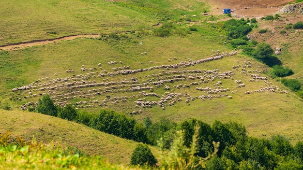 Een kudde schapen graast op een berghelling