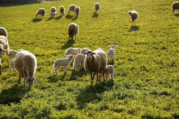 Een kudde schapen grazen op de heuvels van Toscane. Italië.