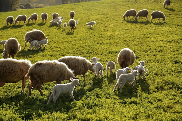 Een kudde schapen grazen op de heuvels van Toscane. Italië.