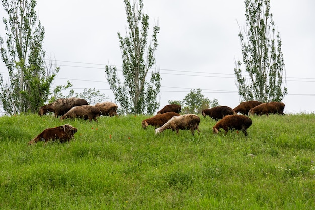 Een kudde schapen grazen op een groen grasveld