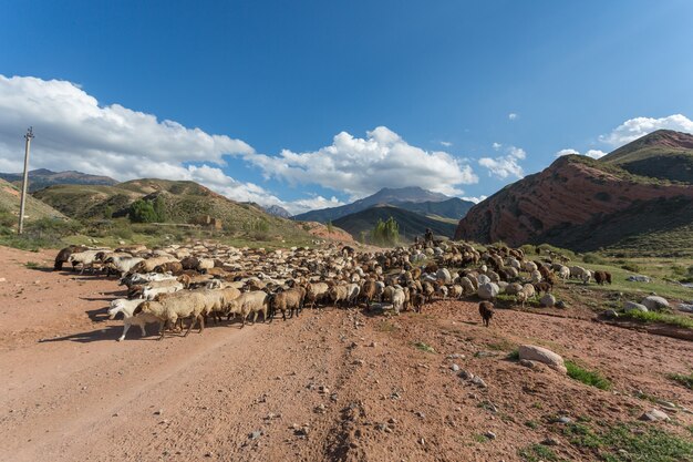 Een kudde schapen in de bergen van Kirgizië