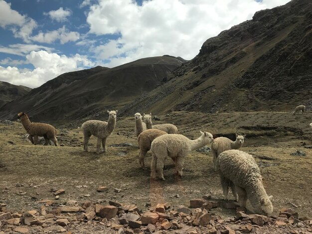 Foto een kudde schapen in een veld