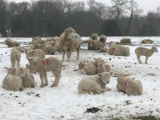 Foto een kudde schapen in een veld