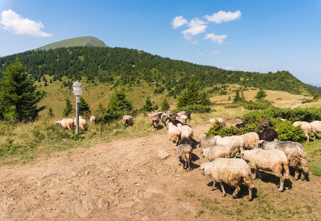Een kudde schapen loopt door de bergweiden.