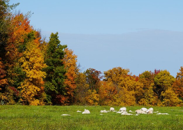 Een kudde schapen ontspant zich op het groene veld bij Cayuga Lake New York USA