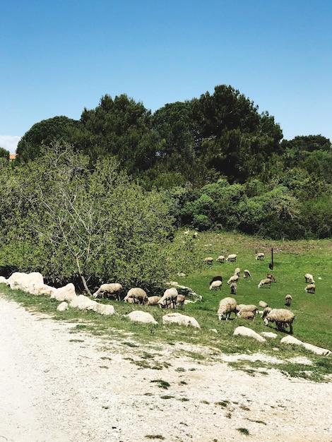 Foto een kudde schapen op een boom.