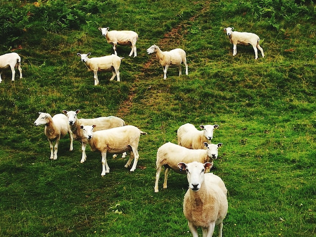 Een kudde schapen op een grasrijke heuvel