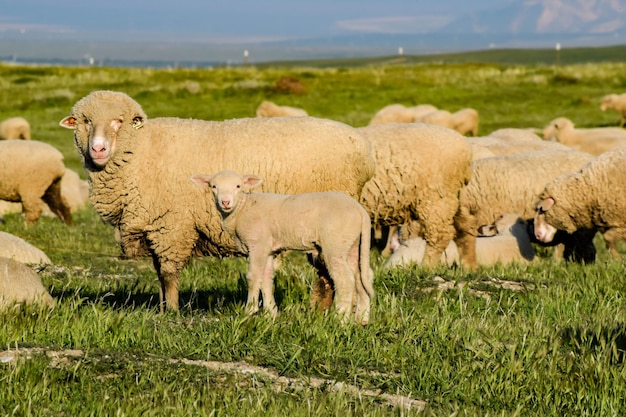 Een kudde schapen op een grasveld tegen de lucht.
